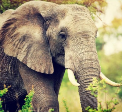 Les éléphants se laissent aussi des messages grâce aux odeurs.