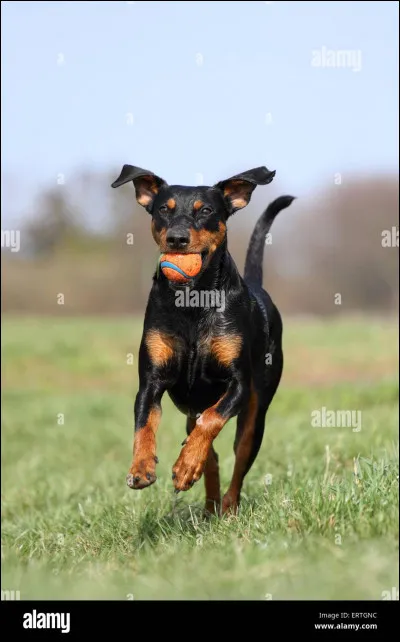Un pinscher est-il sportif, joueur et énergique ?