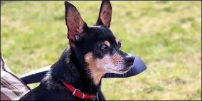 Quel est le prix moyen d'achat d'un chien de cette race ?