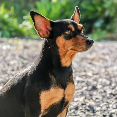 De quel pays cette race de chien est-elle originaire ?