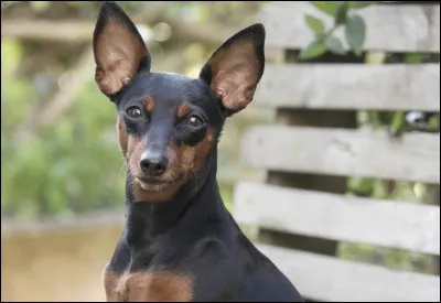 Quel est le poids maximum d'un pinscher femelle ?