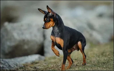 Et chez le mâle, quelle est la taille maximale ?