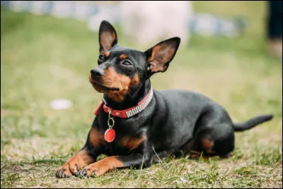 Quelles sont les principales caractéristiques du pinscher ?