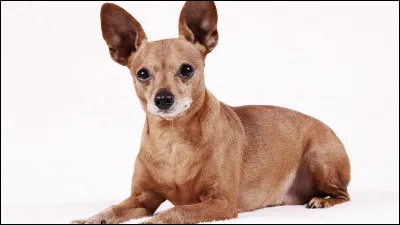 Un pinscher est-il un chien adapté à la vie en appartement ?