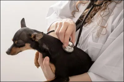 Quelle est l'espérance de vie d'un pinscher ?