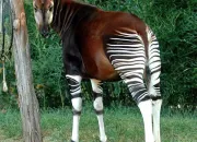 Quiz Quels drles d'animaux !