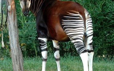 Quiz Animaux bizarres