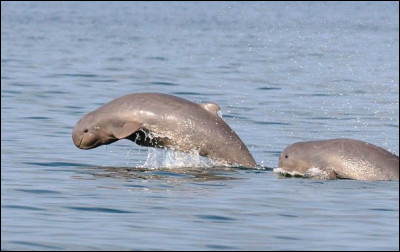 Où peut-on trouver ces dauphins de lIrrawaddy ?