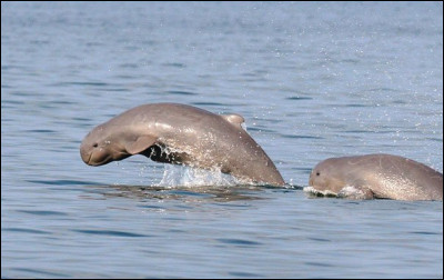 Où peut-on trouver ces dauphins de l’Irrawaddy ?