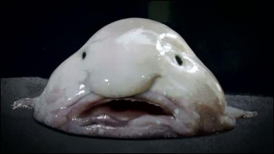 Bouh ! Voici le blobfish ! À quelle famille appartient-il ?