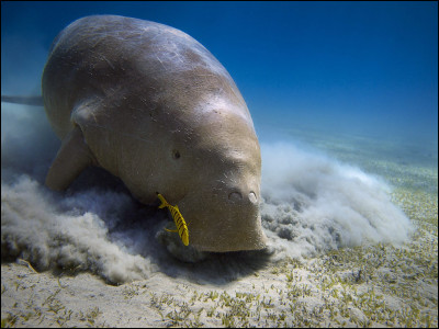 Comment est surnommé le dugong ?