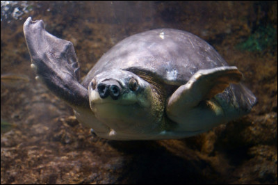 Voici une tortue à nez de cochon, savez vous où on peut en trouver ?