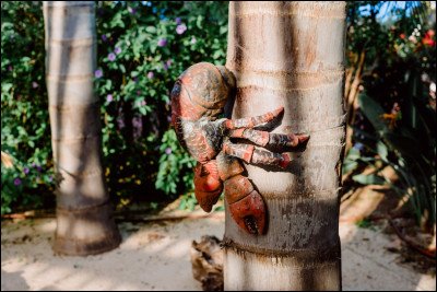 Quelle est la particularité du crabe des cocotiers ?