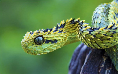 Ce serpent est-il venimeux ?