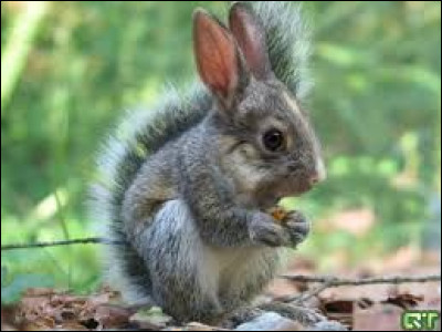 Où vit cet animal ?