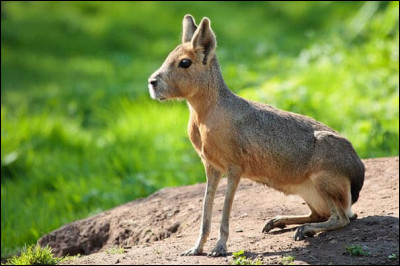 Quel est le joli nom de cet animal ?