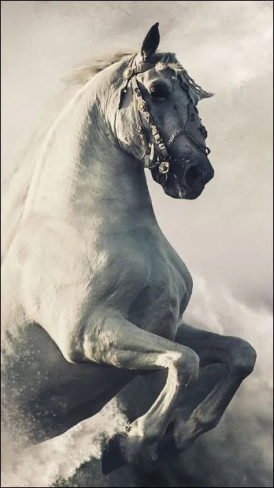 Qu'est-ce que le Grand fer à cheval ?