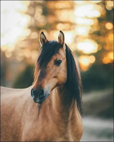 Dans quelle ville une invasion a-t-elle été tentée avec un cheval de bois ?