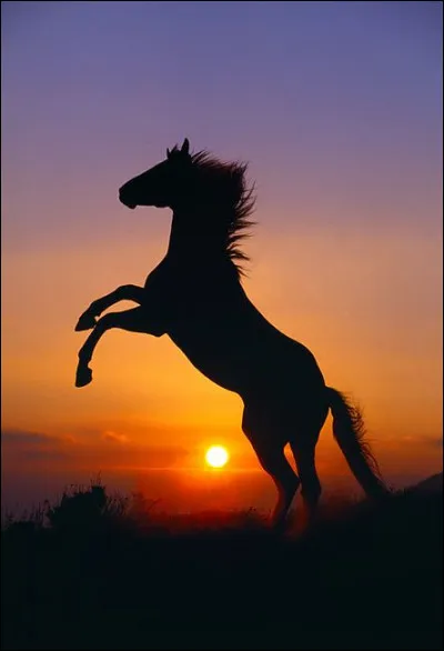 Où trouve-t-on la localité de Cheval aux USA ?