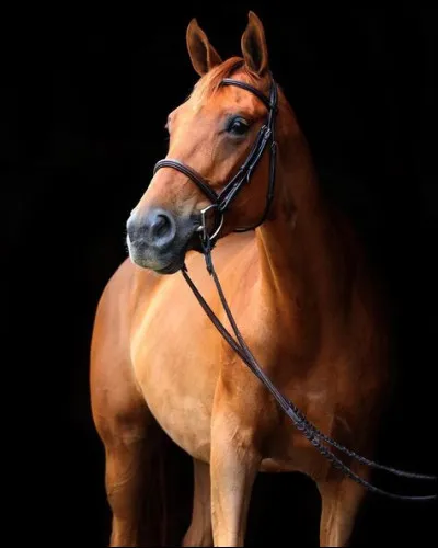 Dans quel pays trouve-t-on la grotte du Cheval ?