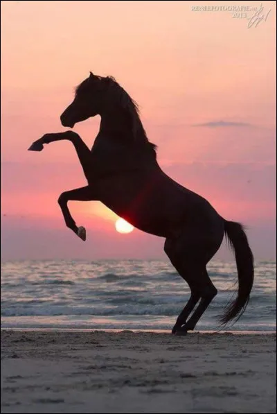 De quand date l'opérette "L'Auberge du Cheval-Blanc" ?