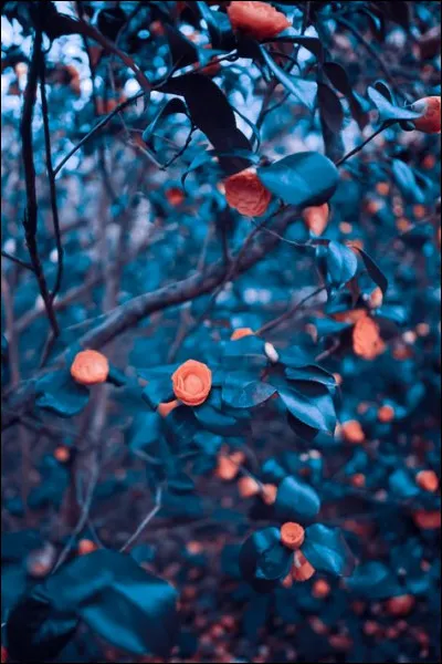 Dans quelle grande ville trouve-t-on le quartier de Pari ?