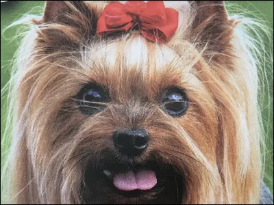 Comment sappelle ce chien ?