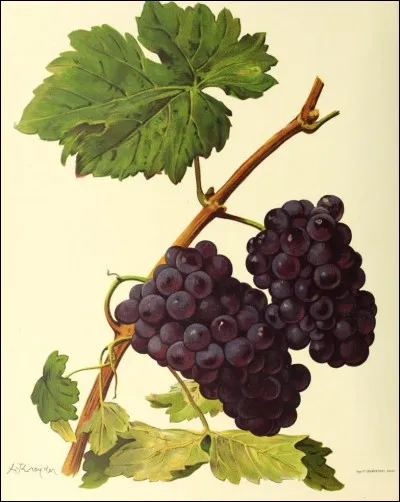 Pour George Sand, qui est d'Angibault ?