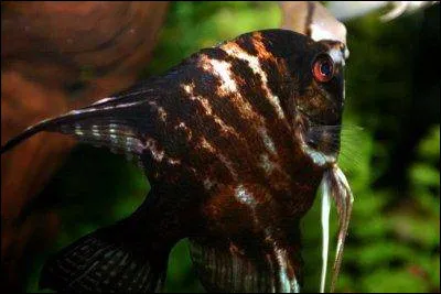 En 1965, qui sont vagabonds pour Jack Kerouac ?