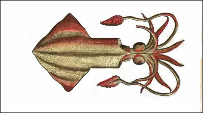Quel est le déterminant du mot "Calamar" ?