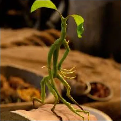 Quelle est la particularité des Botrucs ?