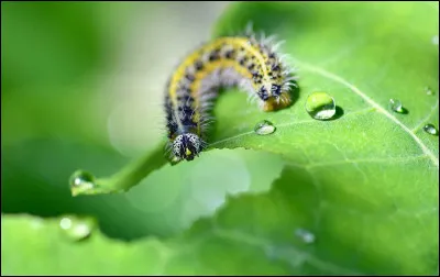 Que collectionne un conchyophile ?