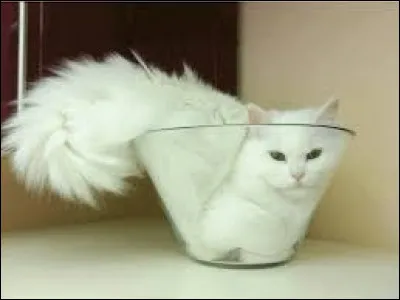 Lequel aimes-tu le plus ?