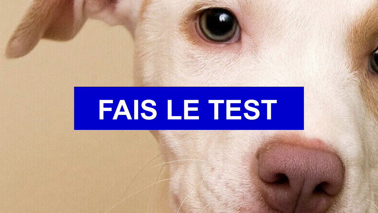 Test de personnalité Quel animal te représente le mieux