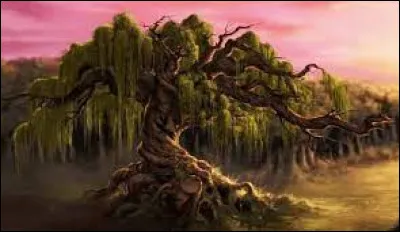 Quand le saule cogneur a-t-il été posé à Poudlard ?