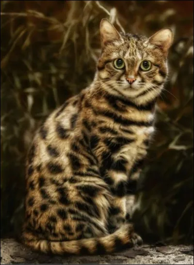 Quelle est la couleur de ton pelage ?