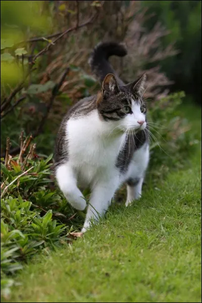 Tu voudrais que ça commence par...