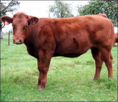 Cette vache porte le nom d'une région belge. Quel est son nom ?