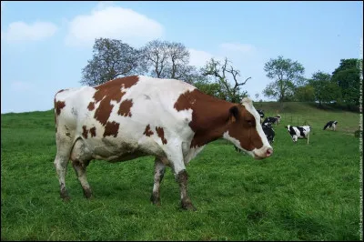 Cette race de vache est une race bovine française anciennement appelée Maine-Anjou. Quel est son nom actuel ?