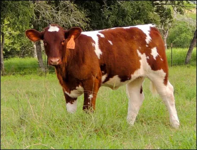 Cette race de vache est une race bovine suisse. Quel est son nom ?