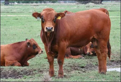 Cette vache appartient au rameau brun. Quel est son nom ?