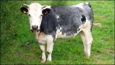 Cette race de vache valorise le fromage "Pavé bleu". Quel est son nom ?
