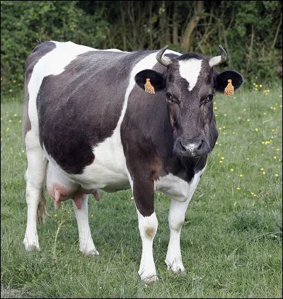 Cette race de vache est une race bovine de petite taille. Quel est son nom ?