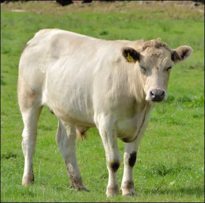 Cette vache est avant tout une vache spécialisée dans la production de lait. Quel est son nom ?