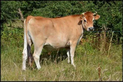 Cette race de vache est une race bovine anglo-normande. Quel est son nom ?