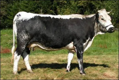 Cette vache porte le nom d'une montagne française. Quel est son nom ?