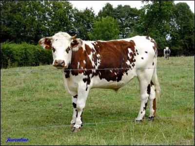 Cette race de vache est une vache de taille moyenne, qui a une robe caractéristique. Quel est son nom ?