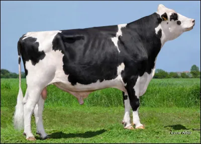 Cette race de vache est une race bovine laitière la plus répandue en France. Quelle est cette race de vache ?