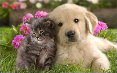 Quel animal voudrais-tu avoir ?