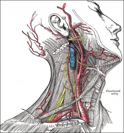 En m&eacute;decine, une syncope d&eacute;signe une perte de connaissance br&egrave;ve due &agrave; une baisse transitoire de la perfusion c&eacute;r&eacute;brale.Comment nomme-t-on la chute de la pression art&eacute;rielle lors du passage de la position allong&eacute;e &agrave; la position debout ?